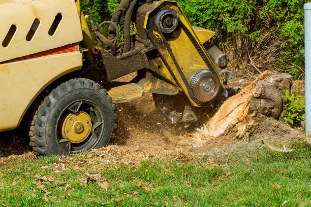 Trusted Cottage Grove, MN Tree Service Experts